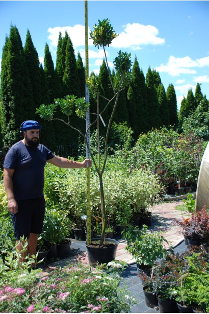 Бруслина форчуна Блонді / Інтерболві на штамбі | Бересклет форчуна Блонди / Интерболви на штамбе | Euonymus fortunei Blondy / Interbolwi on shtambe